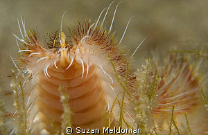 Face of a red tipped Fireworm by Suzan Meldonian 